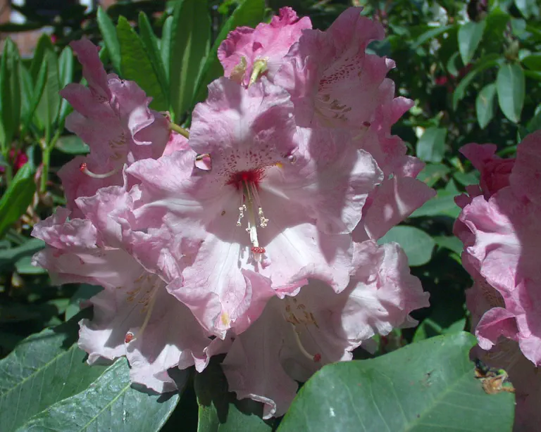 Photo of R. 'Kitty Cole', Rhododendron Hybrid