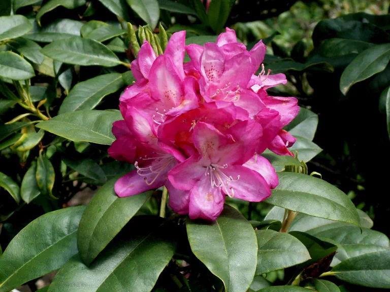 Photo of R. 'Amphion', Rhododendron Hybrid