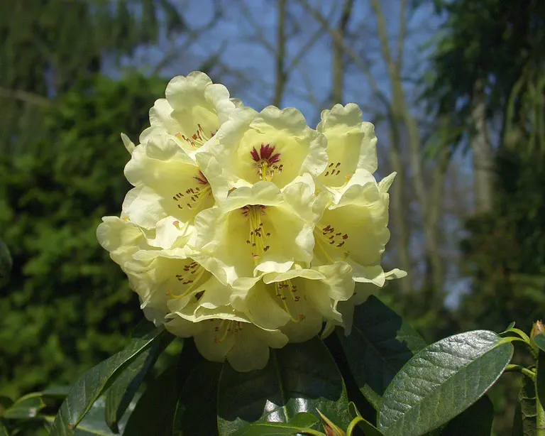 Photo of R. 'wardii x macabeanum', Rhododendron Hybrid