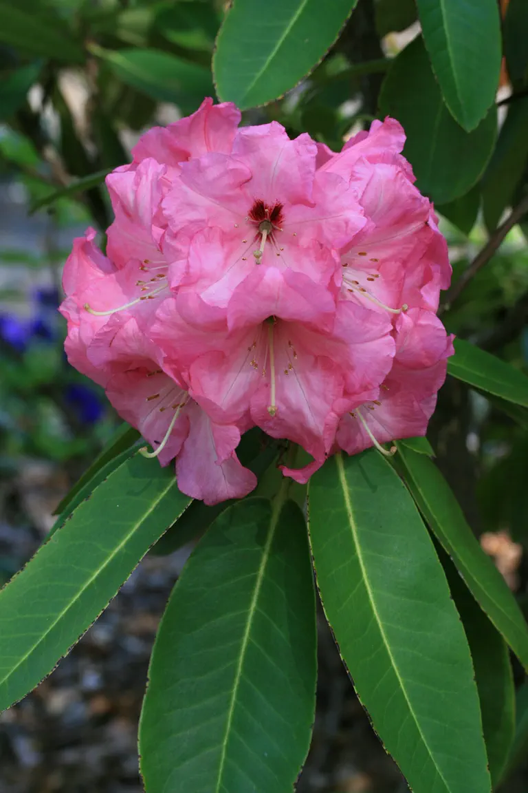 Photo of R. 'Mrs W R Coe', Rhododendron Hybrid