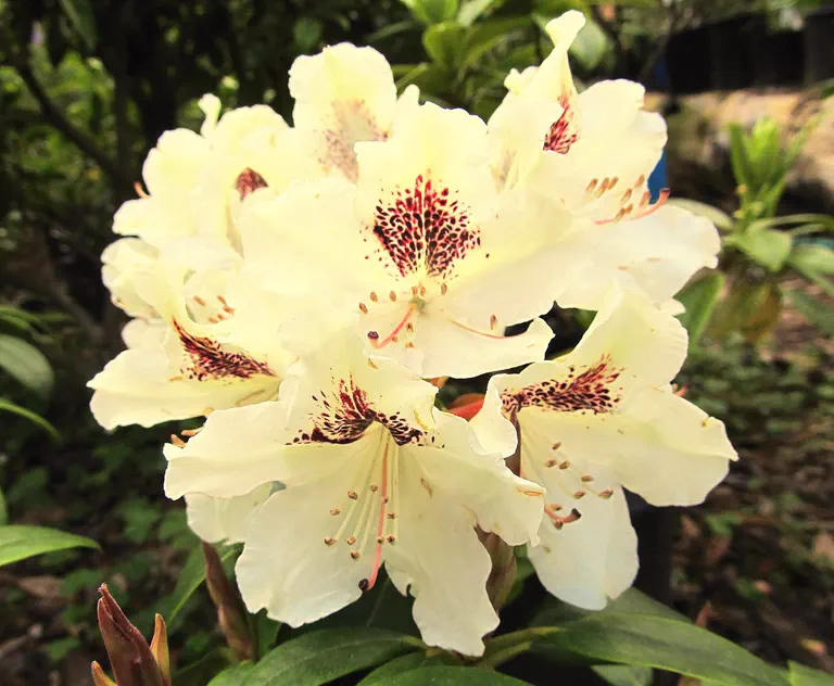 Photo of R. 'Blunique', Rhododendron Hybrid