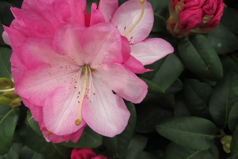 Photo of R. 'Rose Point', Rhododendron Hybrid
