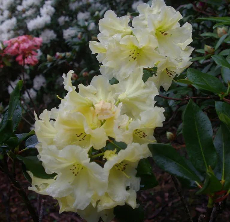 Photo of R. 'Simmon's Classic', Rhododendron Hybrid