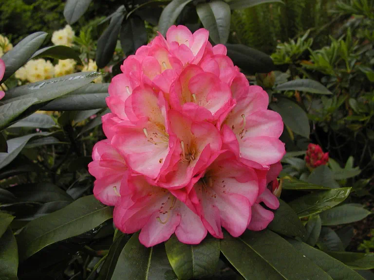 Photo of R. 'Sinfonia', Rhododendron Hybrid