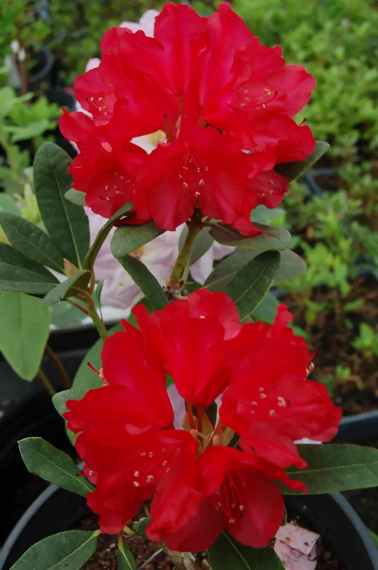 Photo of R. 'Singapore', Rhododendron Hybrid