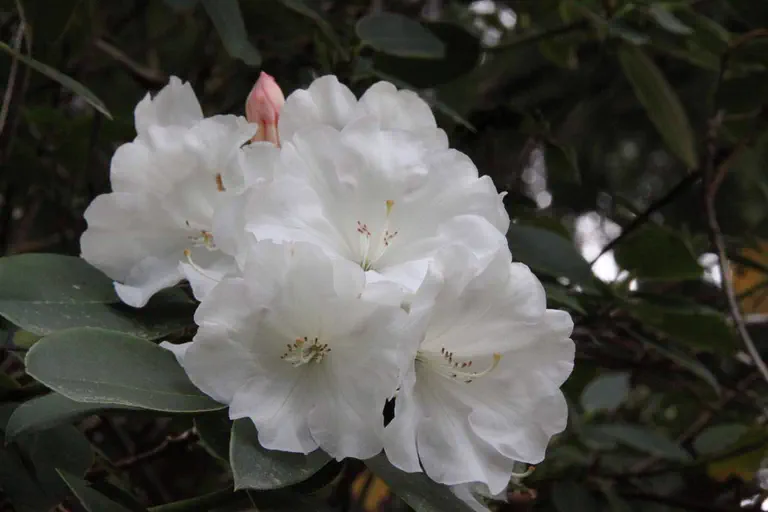 Photo of R. 'Snow Cap', Rhododendron Hybrid