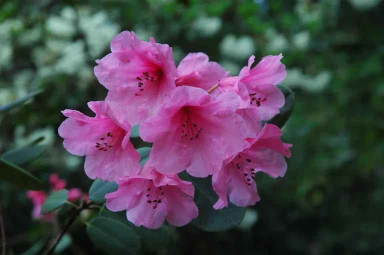 Photo of R. 'Starlet', Rhododendron Hybrid