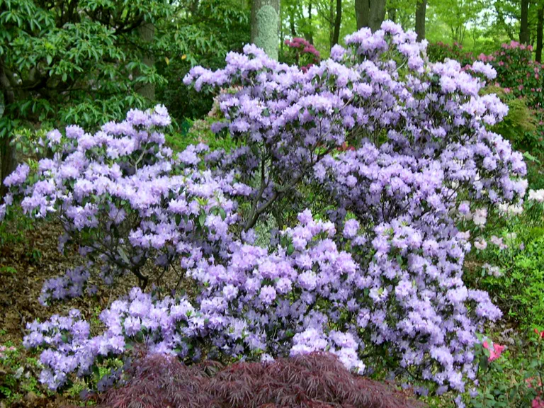 Photo of R. 'Star Sapphire', Rhododendron Hybrid