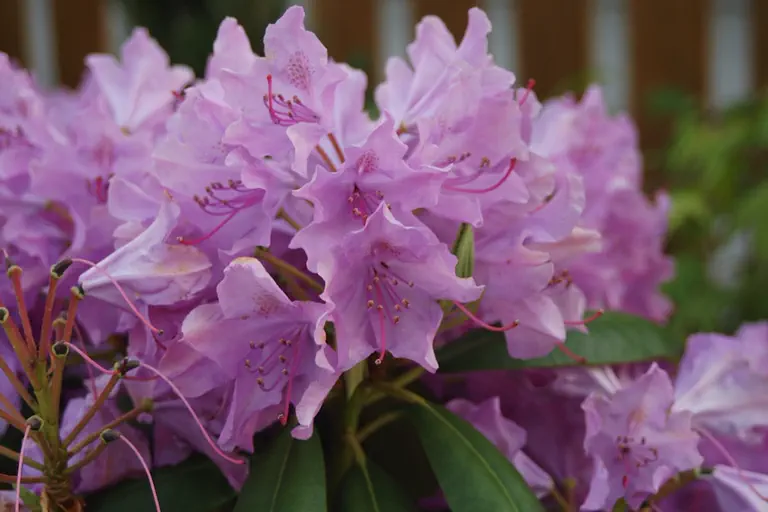Photo of R. 'English Roseum', Rhododendron Hybrid