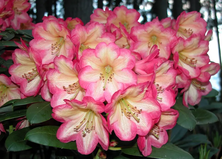 Photo of R. 'Ring of Fire', Rhododendron Hybrid