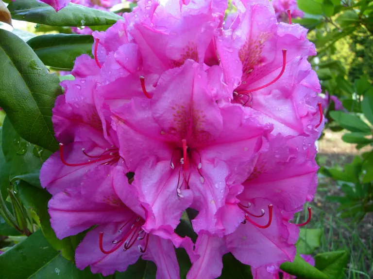 Photo of R. 'Courtenay Duke', Rhododendron Hybrid