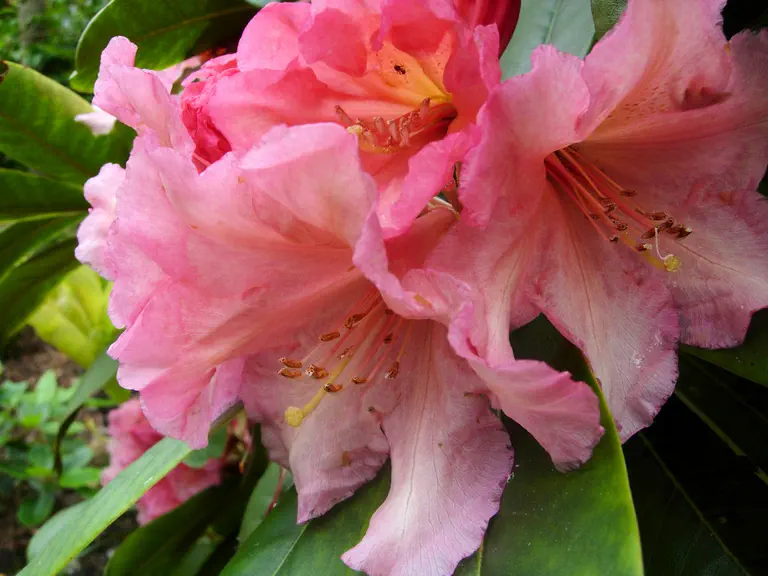 Photo of R. 'Courtenay Lady', Rhododendron Hybrid