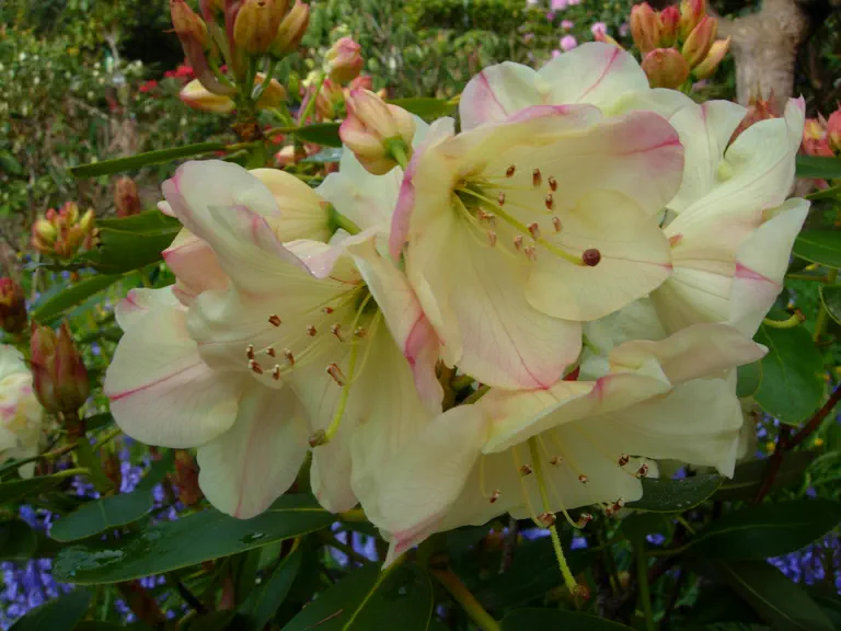 Photo of R. 'Courtenay Princess', Rhododendron Hybrid