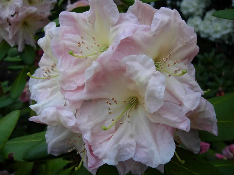 Photo of R. 'Courtenay Queen', Rhododendron Hybrid