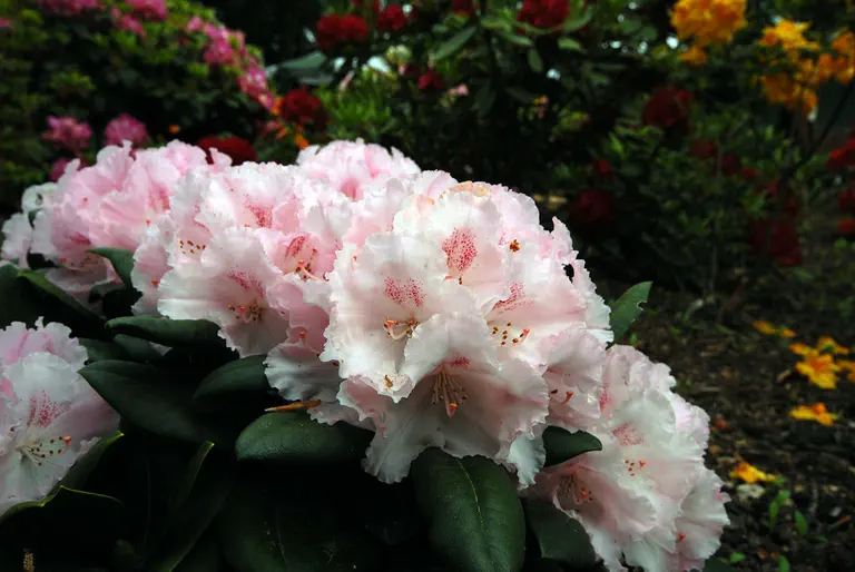 Photo of R. 'Schneverdingen', Rhododendron Hybrid