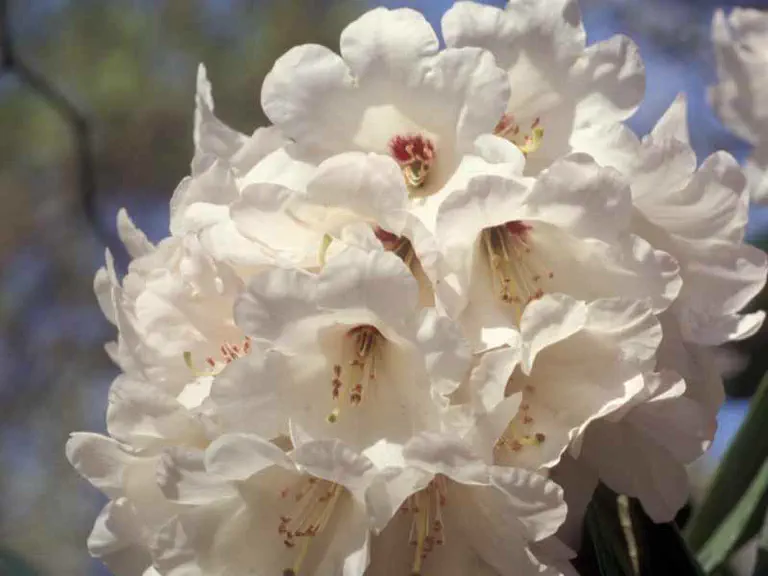 Photo of R. 'Hardy Giant', Rhododendron Hybrid