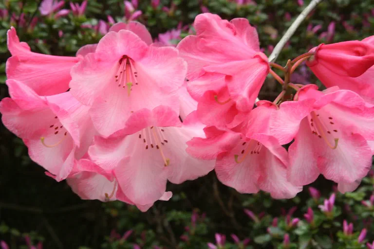 Photo of R. 'Cornish Cross Group', Rhododendron Cultivar group