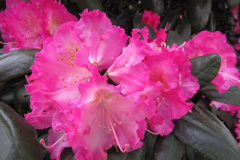 Photo of R. 'Hachmann's Rosita', Rhododendron Hybrid
