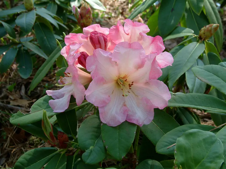 Photo of R. 'Peach Petticoat', Rhododendron Hybrid