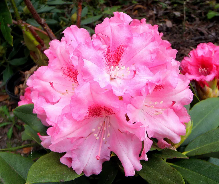 Photo of R. 'Tina Heinje', Rhododendron Hybrid