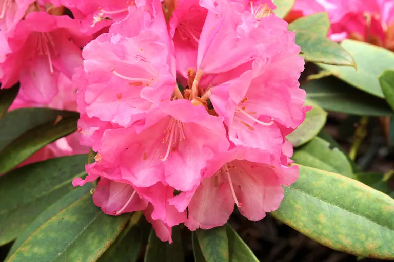 Photo of R. 'Rosy Dream', Rhododendron Hybrid