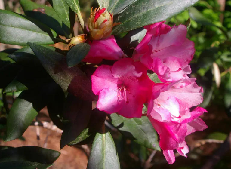 Photo of R. 'Yaku King', Rhododendron Hybrid