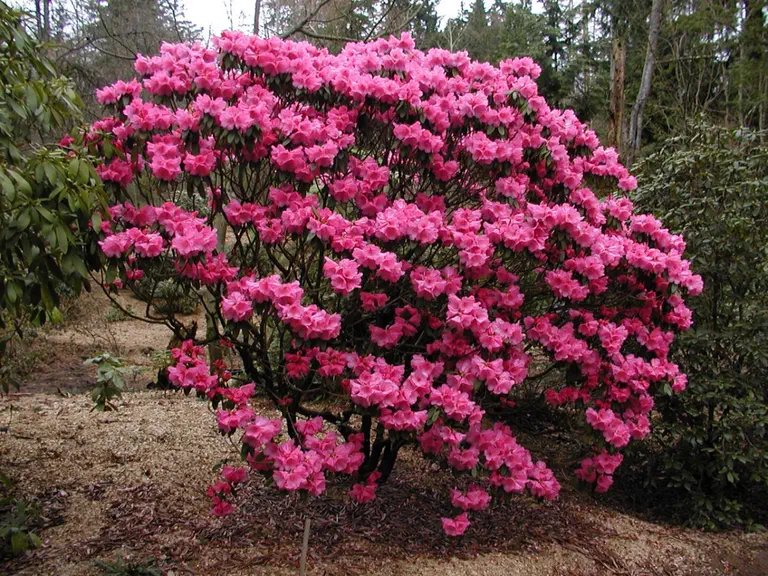 Photo of R. 'Smiley's Pinkadilly', Rhododendron Hybrid