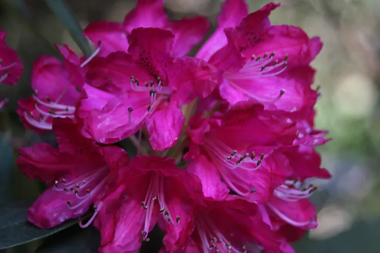 Photo of R. 'Smithii Group', Rhododendron Cultivar group