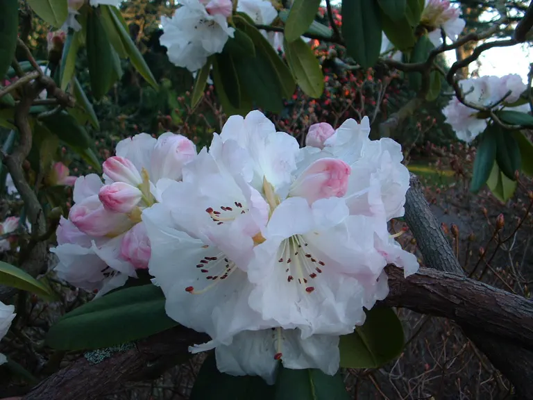 Photo of R. 'Seamew', Rhododendron Hybrid