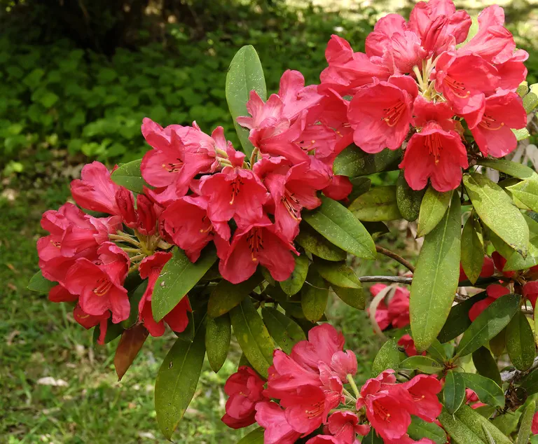 Photo of R. 'Glen Glow', Rhododendron Hybrid