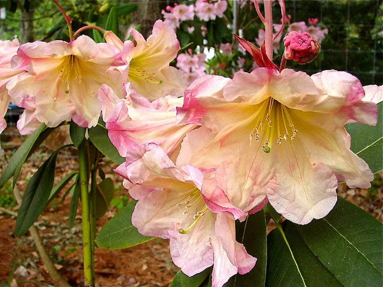 Photo of R. 'Mary Garrison', Rhododendron Hybrid