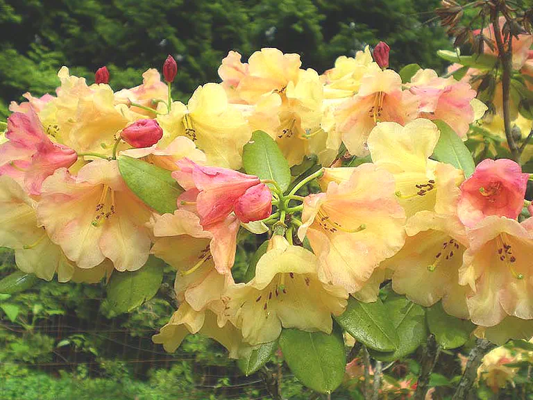 Photo of R. 'Donna Hardgrove', Rhododendron Hybrid