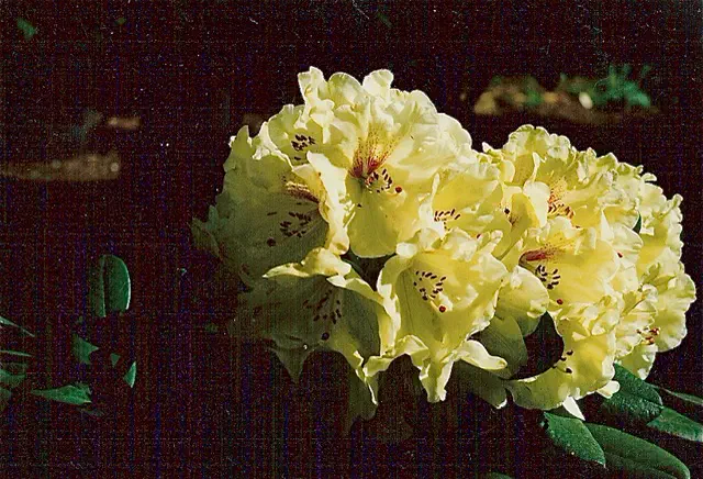 Photo of R. 'Happy Hour', Rhododendron Hybrid