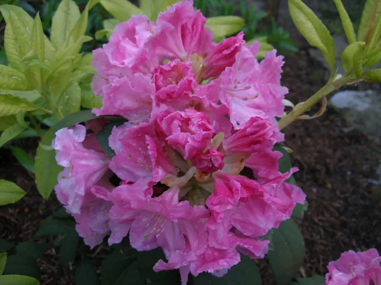 Photo of R. 'Ladybird Group', Rhododendron Cultivar group