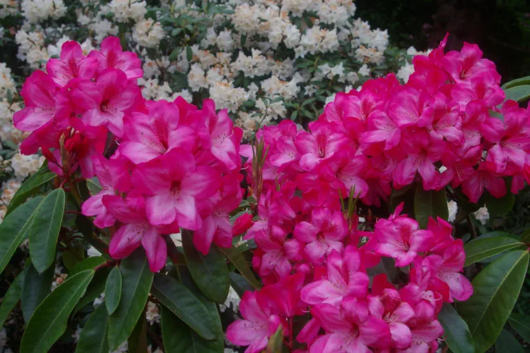 Photo of R. 'Cherry Float', Rhododendron Hybrid