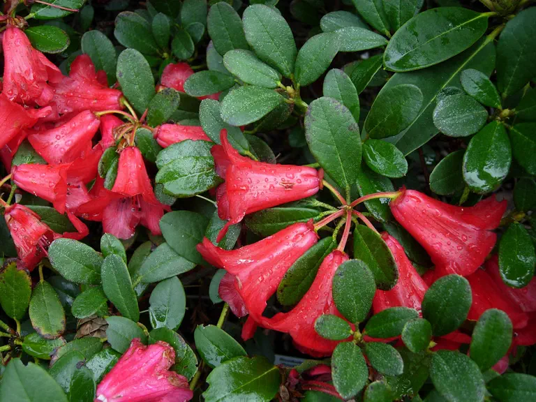 Photo of R. 'Royston Red', Rhododendron Hybrid