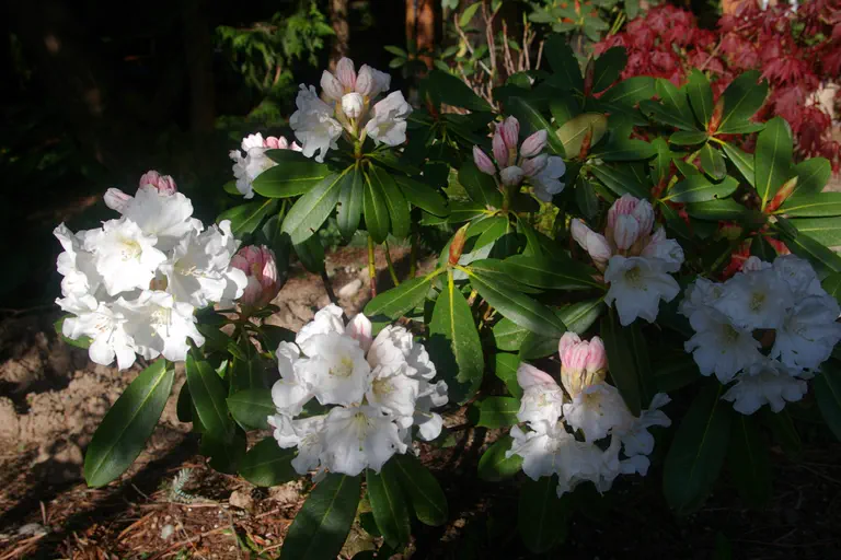 Photo of R. 'Mrs Helen Jackson', Rhododendron Hybrid