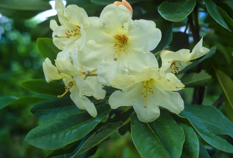 Photo of R. 'Chlorops', Rhododendron Hybrid