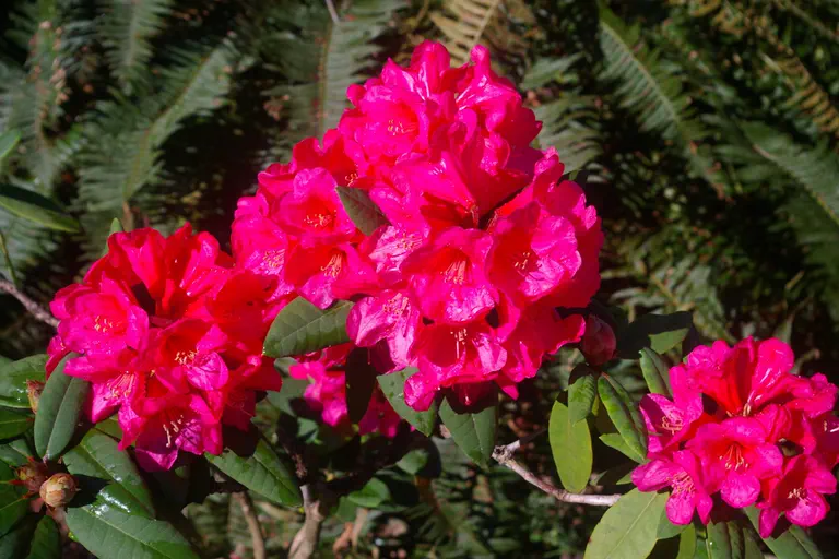 Photo of R. 'Ross Maud', Rhododendron Hybrid