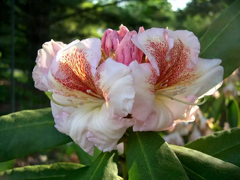 Photo of R. 'Peach Freckles', Rhododendron Hybrid