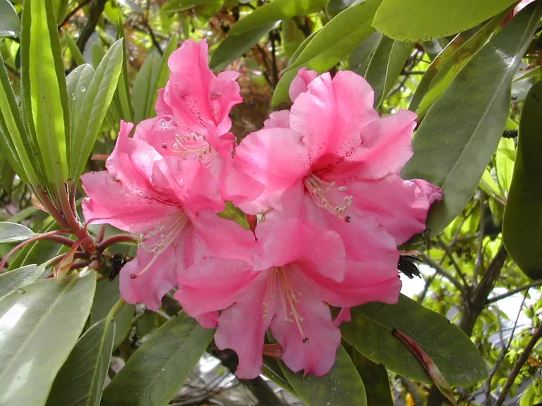 Photo of R. 'Ruby Bowman', Rhododendron Hybrid