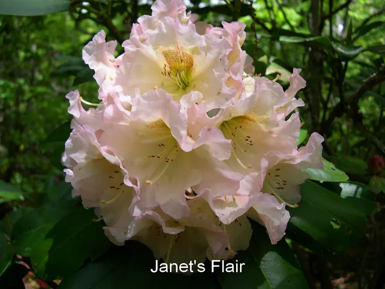 Photo of R. 'Janet's Flair', Rhododendron Hybrid