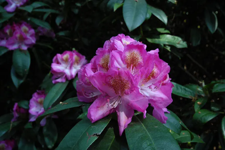 Photo of R. 'Donald Waterer', Rhododendron Hybrid
