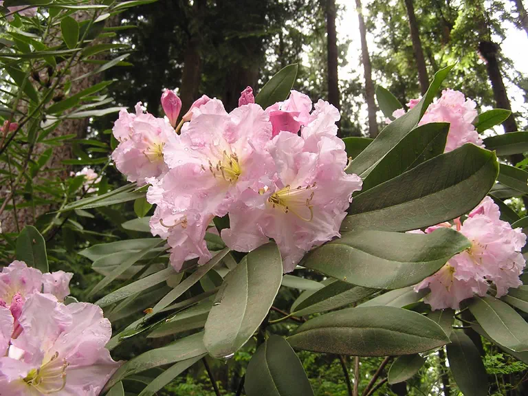 Photo of R. 'Disca', Rhododendron Hybrid