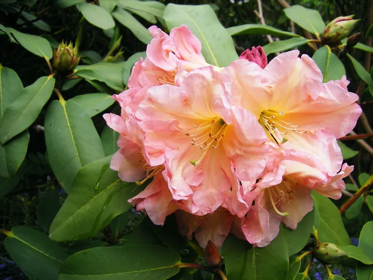 Photo of R. 'Fred Wynniatt Group', Rhododendron Cultivar group