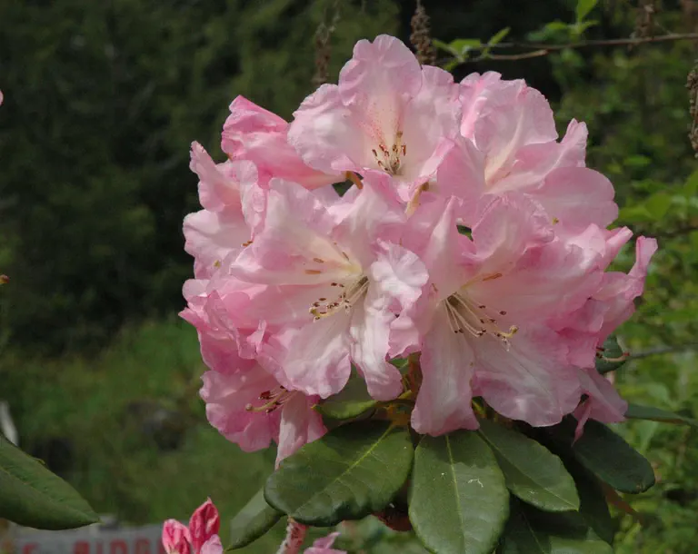Photo of R. 'Dixy Lee Ray', Rhododendron Hybrid