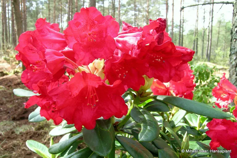 Photo of R. 'Django', Rhododendron Hybrid