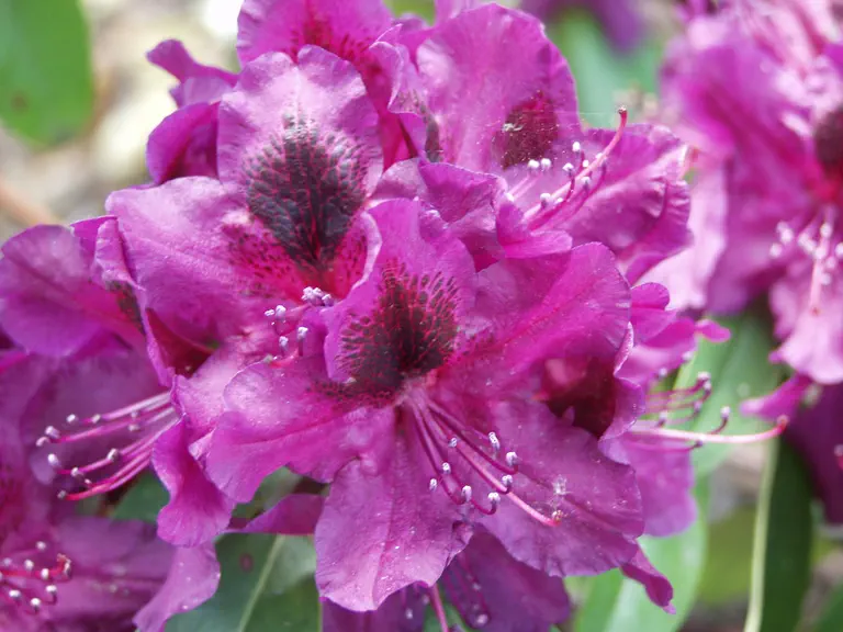 Photo of R. 'Donator', Rhododendron Hybrid