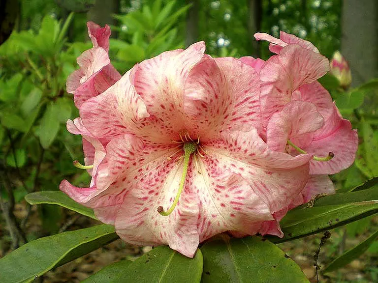 Photo of R. 'Don Kellam', Rhododendron Hybrid