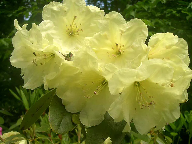 Photo of R. 'Phipps Yellow', Rhododendron Hybrid